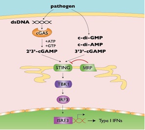 Proteína STING y sistema inmunitario innato