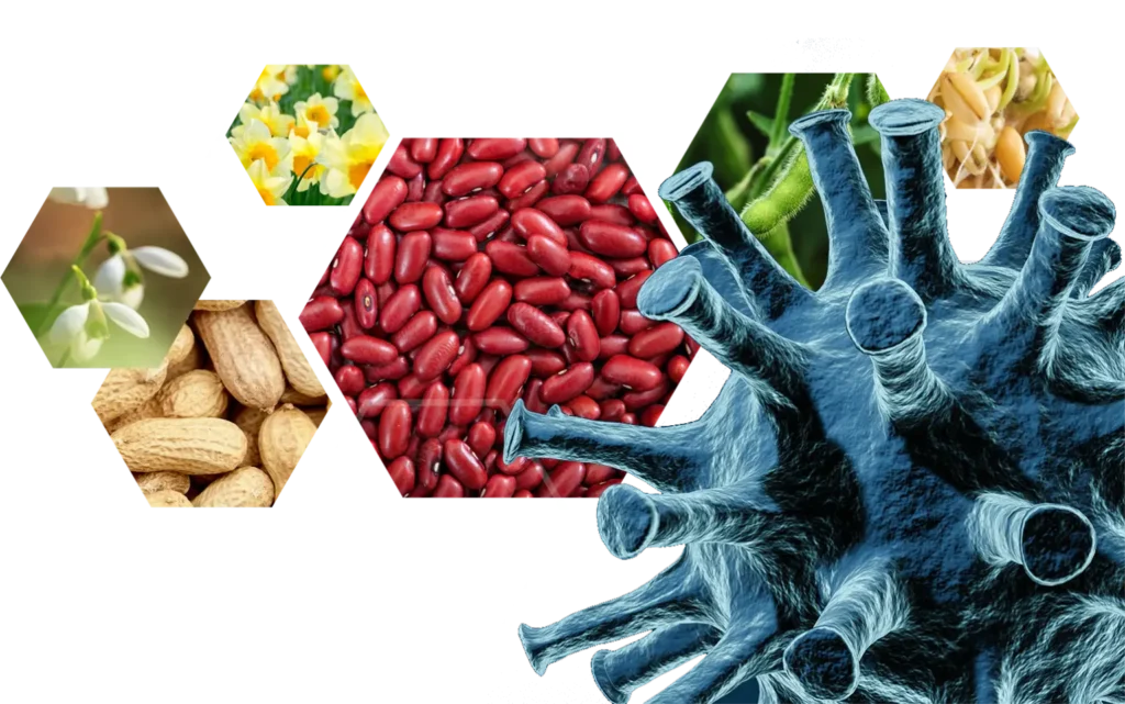 lectins