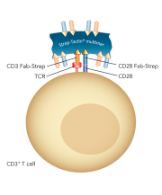 Streptamers proliferacion