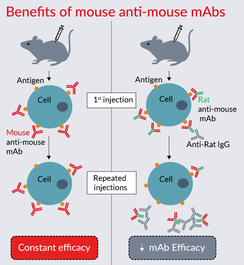 Nuevos Anticuerpos monoclonales recombinantes para uso “in vivo”