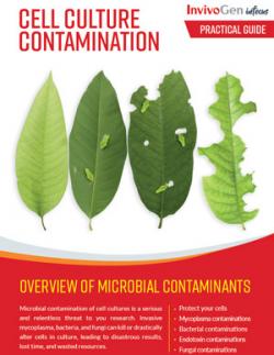 cell culture contamination