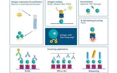 Desarrollo y producción de anticuerpos monoclonales.