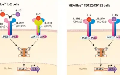 Células Reporteras de Citoquinas: Una Herramienta Avanzada para la Investigación Biotecnológica