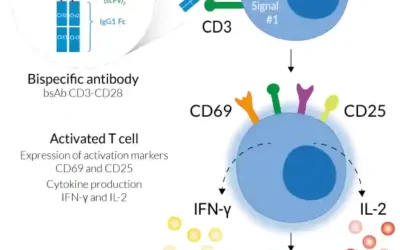 Anticuerpo Biespecífico CD3-CD28: Innovación en la Expansión de Células T