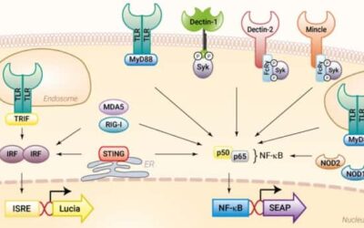 Cribado Personalizado de TLR: Innovación en la Investigación de Inmunología Innata