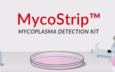 MycoStrip® 2.0