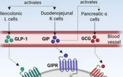 GLP-1, GIP y glucagón en el abordaje metabólico